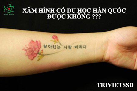 Xăm hình có du học Hàn Quốc được không??