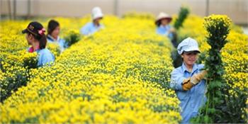 NÔNG NGHIỆP TRỒNG HOA CÚC